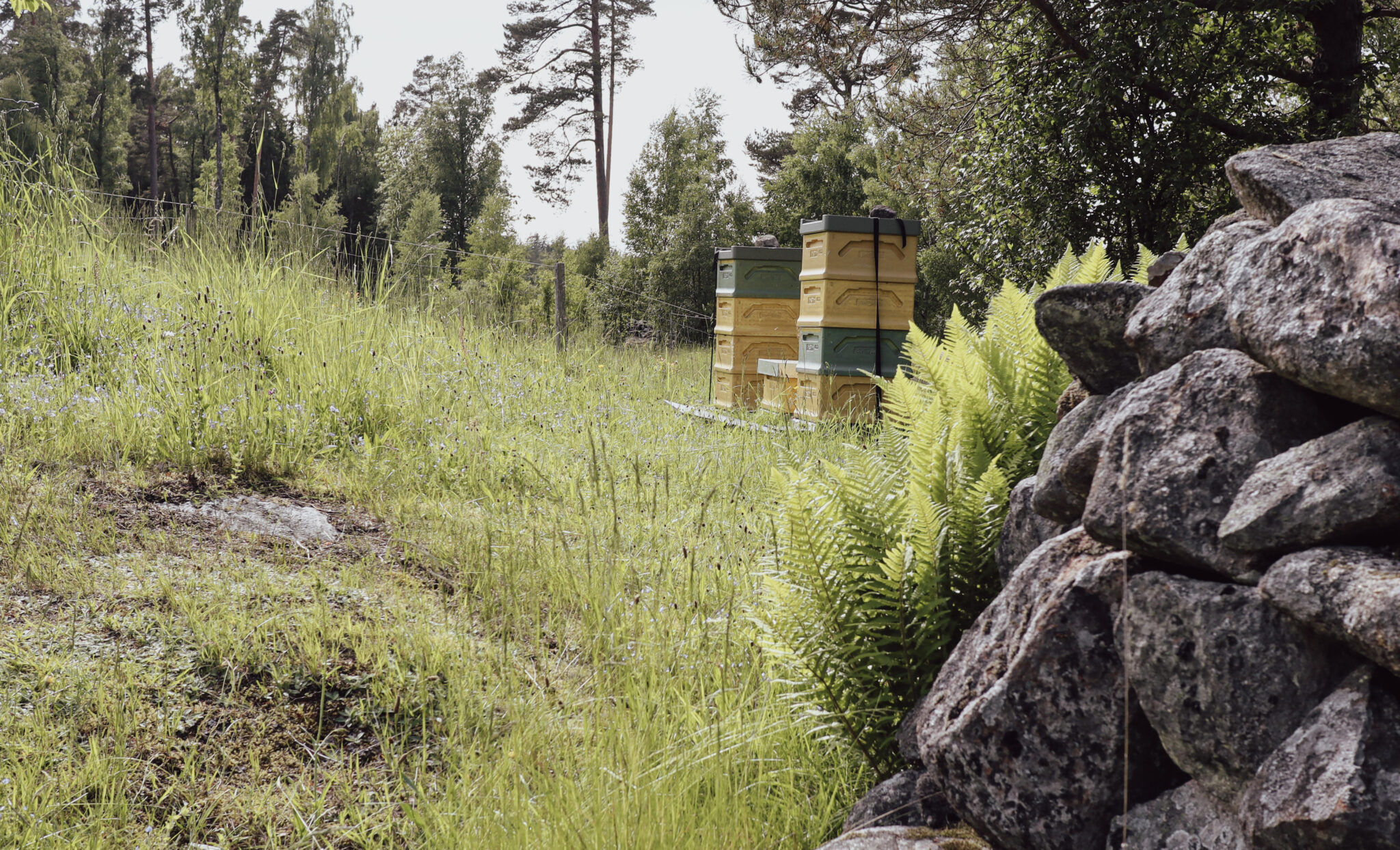 Svenska bikupor placerade i en lugn skogsmiljö där bina samlar nektar och producerar rent svenskt bivax, omgivna av gräs, stenar och naturlig vegetation