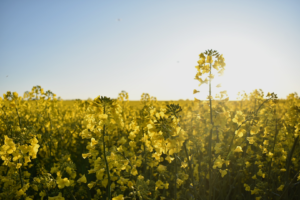 Rapsfält i solnedgång med gyllengula blommor i svenskt sommarlandskap