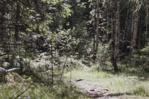 Tät svensk skog med raka trädstammar och mjuk mossig mark i naturligt solljus