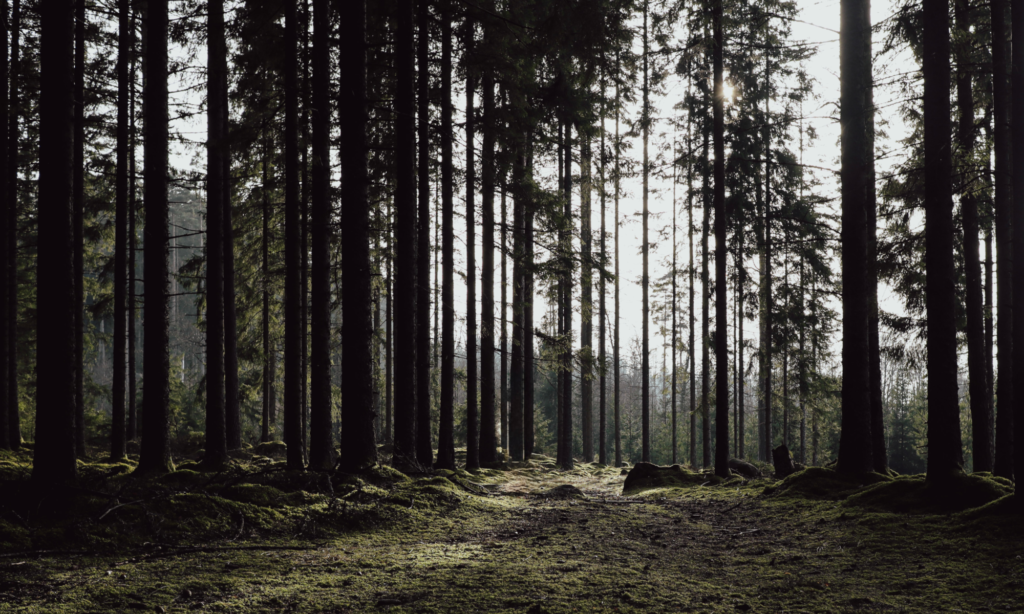 Tät svensk skog med raka trädstammar och mjuk mossig mark i naturligt solljus